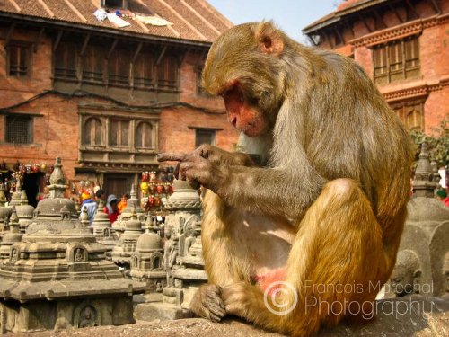 Swayambhunath is sometimes called the "Monkey Temple" for the troops of rhesus macaques that live on the temple premises.
