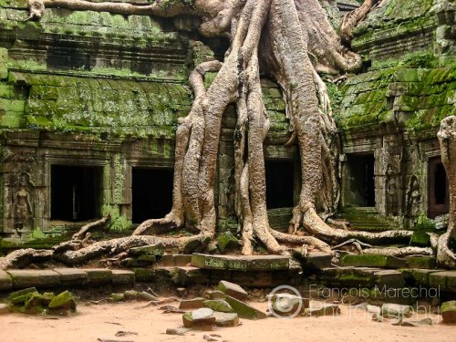 The Ta Prohm temple is typical for the huge roots of trees and jungle overgrowth reclaiming the buildings. It was intentionally left partially unrestored until 2010, when authorities started to take a more aggressive approach to restoration.