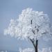 Frozen tree on Mount Kenashi