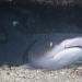 The whitetip reef shark (triaenodon obesus) is a small shark commonly found on the Indo-Pacific coral reefs. Reaching 1.6 m in length, this species is easily recognizable by its slender body and short but broad head, as well as white-tipped dorsal and caudal fins.