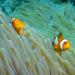 This clown anemonefish can be recognised by its orange colour with three white bars and black markings on the fins. This pair lives in association with a giant carpet anemone, using it for shelter and protection.