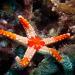 The noduled seastar (fromia nodosa) is a tropical seastar species found on tropical coral reefs throughout the Indo-West Pacific. Fromia nodosa is a small sea star that has 5 flattened arms and is red to brown in colour with large cream-colored plates. It grows to a maximum diameter of approximately 10 cm.