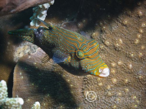 The papuan toby is a species of pufferfish from the Indo-West Pacific. It grows to 10 centimeters in length, and occasionally makes its way into the aquarium trade.