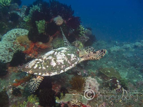 The hawksbill sea turtle (eretmochelys imbricata) is a critically endangered sea turtle. It is easily distinguished from other sea turtles by its sharp, curving beak, and the saw-like appearance of its carapace. This one was resting on the coral bed when I approached.