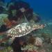 The hawksbill sea turtle (eretmochelys imbricata) is a critically endangered sea turtle. It is easily distinguished from other sea turtles by its sharp, curving beak, and the saw-like appearance of its carapace. This one was resting on the coral bed when I approached.