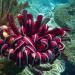 Feather stars are usually found on high coral outcrops and ledges in current prone areas of the reef. Curled up during the day, they extend their feathery arms at night to catch plankton in the currents.