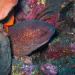 The giant moray (gymnothorax javanicus) is the largest of all the Indo-Pacific morays, growing to 2.5 m in length. It is mostly brown with dark brown spots. The head is yellow to brown. Although normally not a concern for divers, the giant moray should never be provoked.