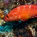 The coral grouper (cephalopholis miniata) is found in tropical marine waters of the Indo-West and Central Pacific, usually seen in caves and under ledges. It is easily recognised by its pattern of bright blue spots on an orange-red background.