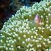 The pink anemonefish is pinkish-orange with a white bar down either side of the face, and a white stripe along the back. It inhabits coral reefs and lives in symbiosis with sea anemones. Usually, one adult pair and several juveniles are present in each anemone.