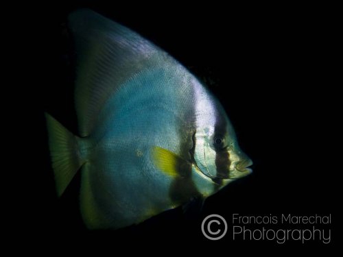 Also known as dusky batfish or red-faced batfish, platax pinnatus grows to a maximum size of 45 cm. Juveniles have a striking red border on their body and fins; however, this generally fades with time and adults become a dull silver.