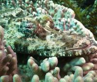 diving-bali