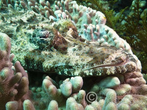 The crocodilefish (cymbacephalus beauforti), also known as De Beaufort's flathead, is a predatory bottom-dwelling fish, using its camouflage to ambush its prey.