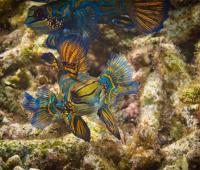 diving-sulawesi