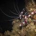 The banded boxer shrimp (stenopus hispidus) is a cleaner shrimp, and advertises to passing fish by slowly waving its long, white antennae. It uses its three pairs of claws to remove parasites, fungi and damaged tissue from the fish.