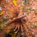 The red lionfish (pterois volitans) is a venomous coral reef fish. It is natively found in the Indo-Pacific region, but has become an invasive problem in the Caribbean Sea. An extremely showy and ornate fish such as the lionfish should be an easy target for predators, but the large venomous spines protruding from the body act as a great defense.