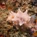 Halgerda batangas is a species of nudibranch found in the tropical western Pacific.