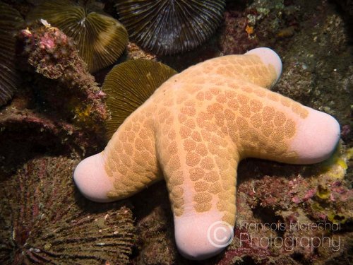 The granulated sea star (choriaster granulatus) is a large seastar that can be found in the waters of the Indo-Pacific region as well as in the northern tropical waters of Australia. It grows to a maximum radius of about 27 cm.