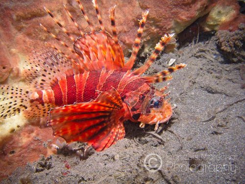 The zebra lionfish (dendrochirus zebra) is a carnivorous fish with venomous spines that lives in the Indian and western Pacific oceans. Despite their obvious advantage, zebra lionfishes feed only on small crustaceans, and are in turn preyed upon by groupers.