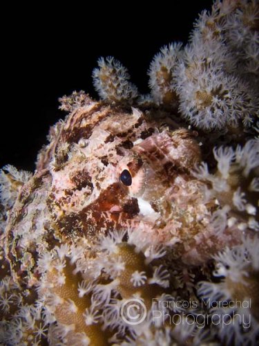 The tassled scorpionfish (scorpaenopsis oxycephala) is a carnivorous fish with venomous spines that lives on reef slopes in the Indian and Pacific oceans. Adults can reach a length of 36 cm and can vary considerably in color.