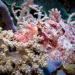 The tassled scorpionfish (scorpaenopsis oxycephala) is a carnivorous fish with venomous spines that lives on reef slopes in the Indian and Pacific oceans. Adults can reach a length of 36 cm and can vary considerably in color.