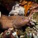 The whitemouth moray (gymnothorax meleagris), also known as the turkey moray, is a moray eel found in the Indo-Pacific oceans at depths down to 36 m. It lives in holes in the reef and reaches lengths of more than 1 m. They sense prey by detecting smell through the water.