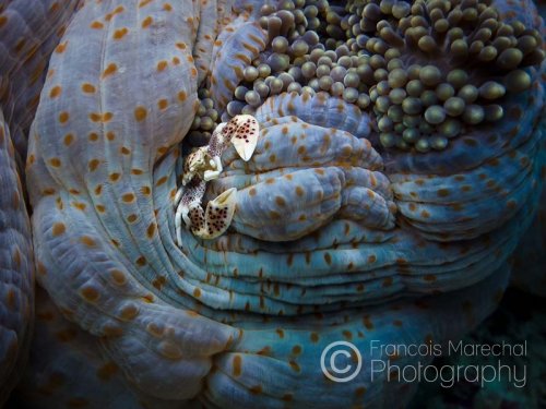 Neopetrolisthes oshimai are porcelain crabs that live on sea anemones.