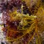 diving-sulawesi