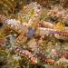 The circular orange bit in the starfish's centre is the madroporite through which the animal breathes.