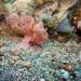 Frogfishes are a type of anglerfish. They live generally on the ocean floor around coral or rock reefs. One of the dorsal spine is converted into a lure with a bait that is flicked in front of the fish's mouth in order to attract potential preys.