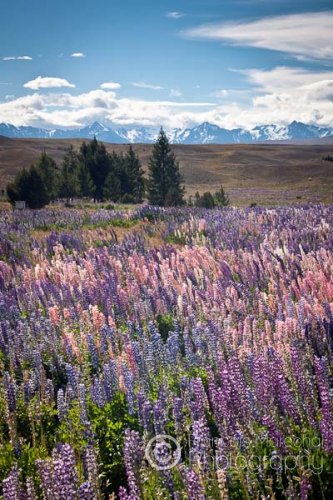In New Zealand, where it is known as the Russell lupin, Lupinus polyphyllus is classed as an invasive species and covers large areas next to roadsides, pastures and riverbeds, especially in the Canterbury region.