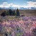 In New Zealand, where it is known as the Russell lupin, Lupinus polyphyllus is classed as an invasive species and covers large areas next to roadsides, pastures and riverbeds, especially in the Canterbury region.