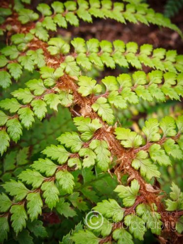 Polystichum vestitum, commonly known as the Prickly Shield Fern, is a hardy, evergreen or semi-evergreen ground fern. The fern is native to New Zealand.