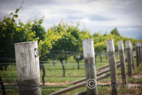 Cloudy Bay Vineyards is a winery in the Marlborough region. The winery is primarily noted for its Sauvignon Blanc wines, and has played an important pioneering role in establishing New Zealand's and Marlborough's reputation. Cloudy Bay's first commercial vintage was produced in 1985.