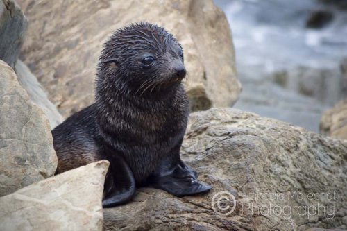 New Zealand fur seals were widely hunted until the late 19th century. Their total population fell to levels under 10% of the original numbers. However, the seals are now protected in New Zealand and pups can expect a long and happy life.