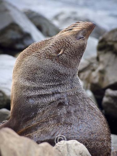 New Zealand fur seals (Arctocephalus forsteri) are found around New Zealand, its offshore islands, and southern Australia. Adult males are the first to arrive at the breeding colonies, where they establish territories that they defend aggressively.