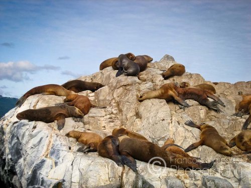 South American fur seals bathing in the sun on a barren rock island.