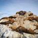 South American fur seals bathing in the sun on a barren rock island.