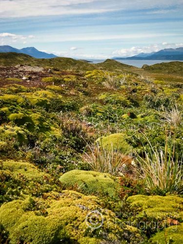 The island is covered with cushion plants that normally live in alpine regions.