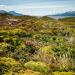 The island is covered with cushion plants that normally live in alpine regions.