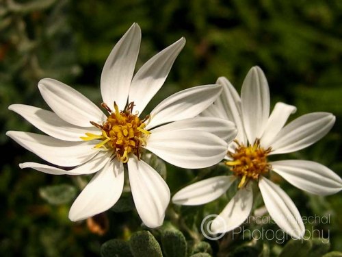 White wildflowers found on many islands in the Beagle channel.