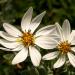 White wildflowers found on many islands in the Beagle channel.
