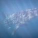The whale shark is the biggest fish in the world. A fully grown male can reach 18 meters in length, this one is 9 meter long. Every year, between March and June, the mass spawning of corals attract these sea giants in search for food.