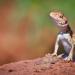 Nothing beats the view from the top of a rock to maintain his territory against rival males. Under the fierce sun, the dragon quickly scans his territorial domain before dashing for the cool shade.