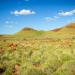 Most of the landscape of Millstream Chichester National Park is rolling spinifex hills such as the one pictured in this photograph. The area was a focal point for the Yindjibarndi aboriginal people and an active pastoral station for more than 100 years.
