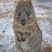 Rottnest Island (WA)